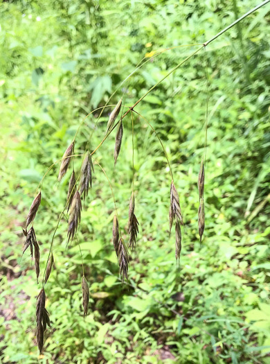 image of Bromus nottowayanus, Satin Brome, Virginia Brome, Nottoway River Brome